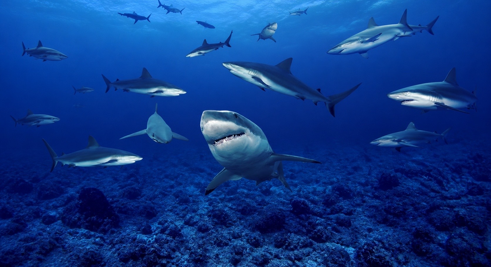 A group of sharks swimming over a deep-blue reef